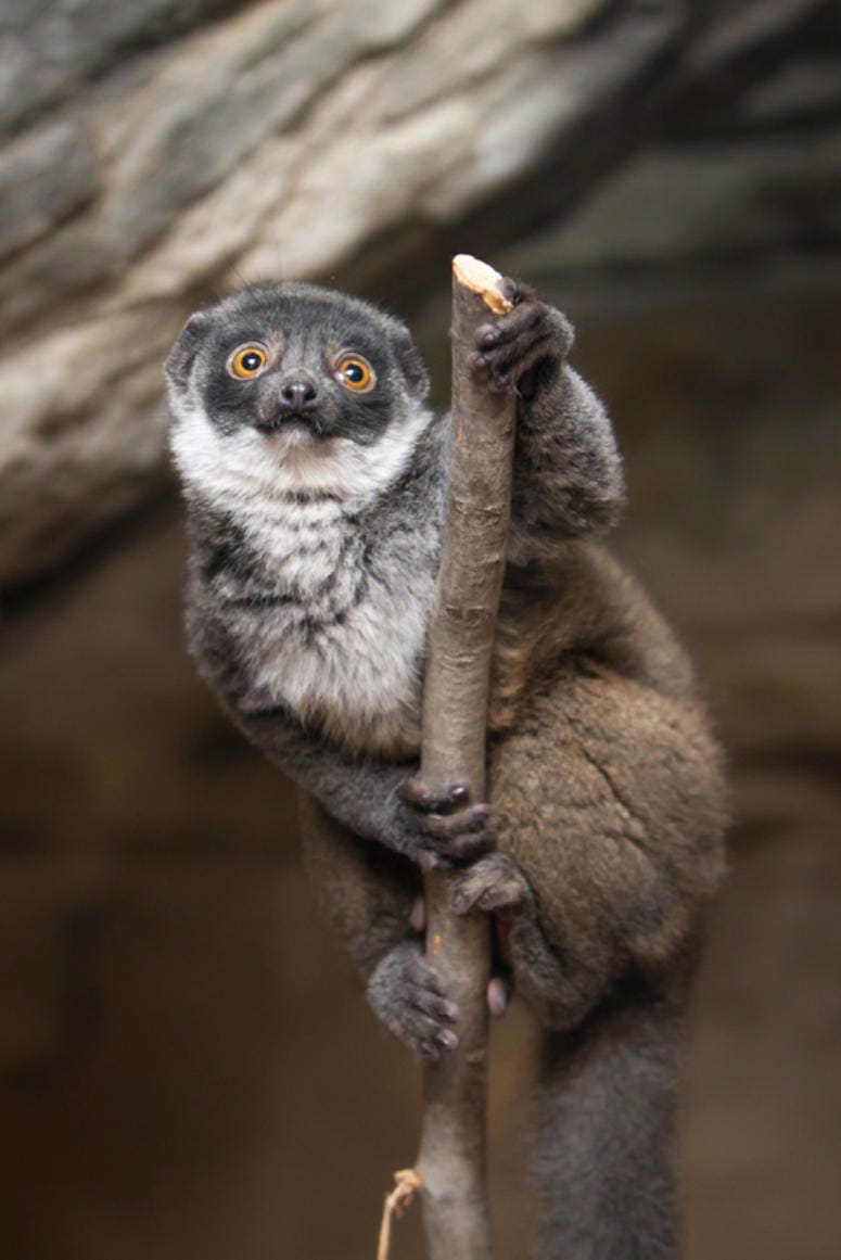 Princess Buttercup lemur