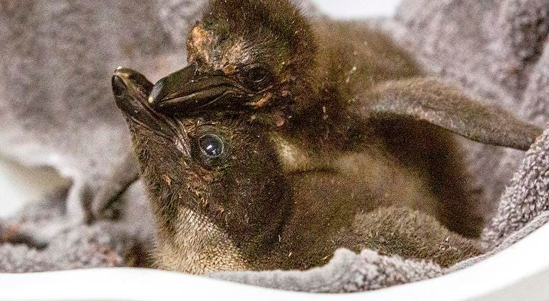 penguin