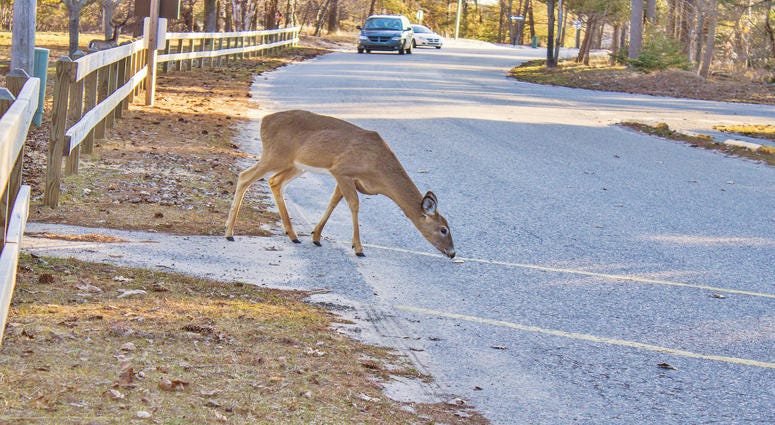 deer in road in front of car