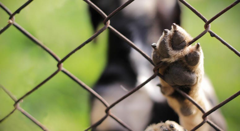 animal dog behind fence with paw up