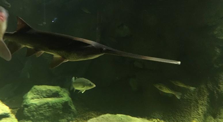 St. Louis Aquarium