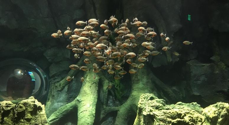 St. Louis Aquarium