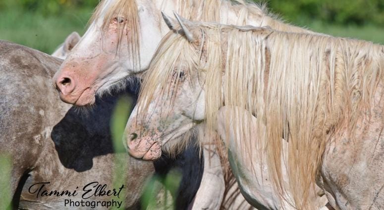 Wild horses in Missouri
