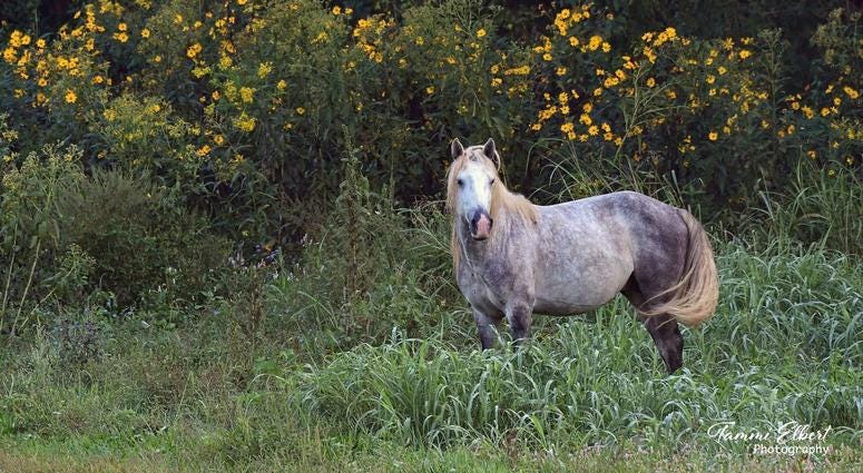 Wild horses in Missouri