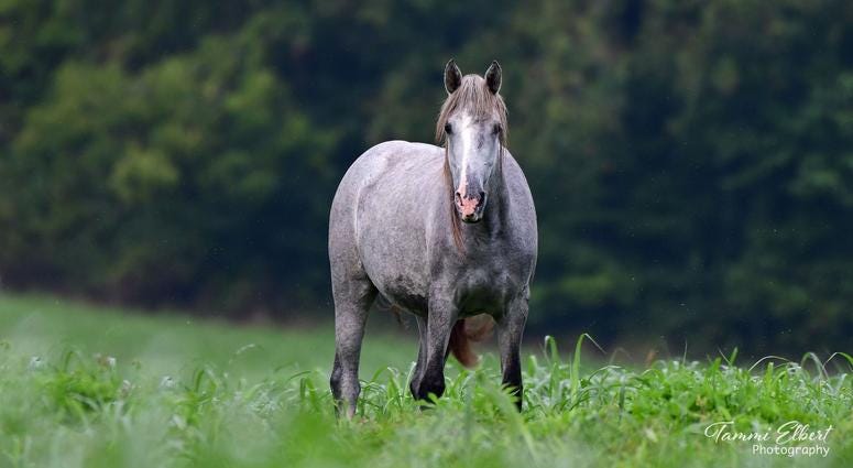 Wild horses in Missouri