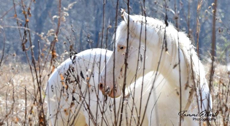 Wild horses in Missouri