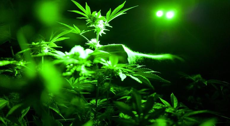 marijuana plants