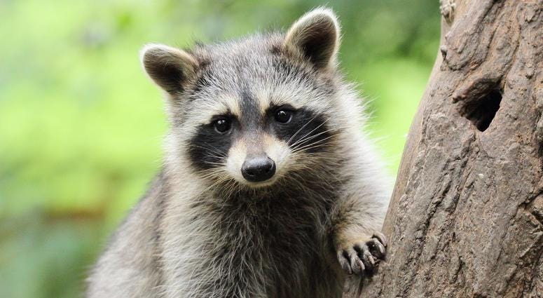 raccoon