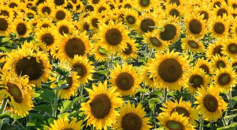 Field of sunflowers