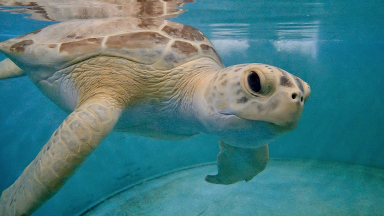 turtle