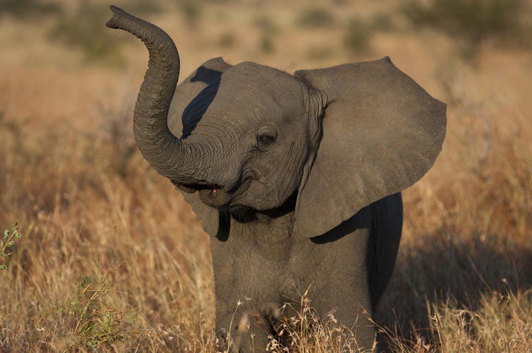 Dumbo Dumbo