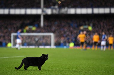 Gato ,