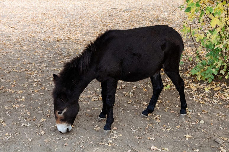 Stan recommends best of Un burro con una vaca con Un vaca burro una