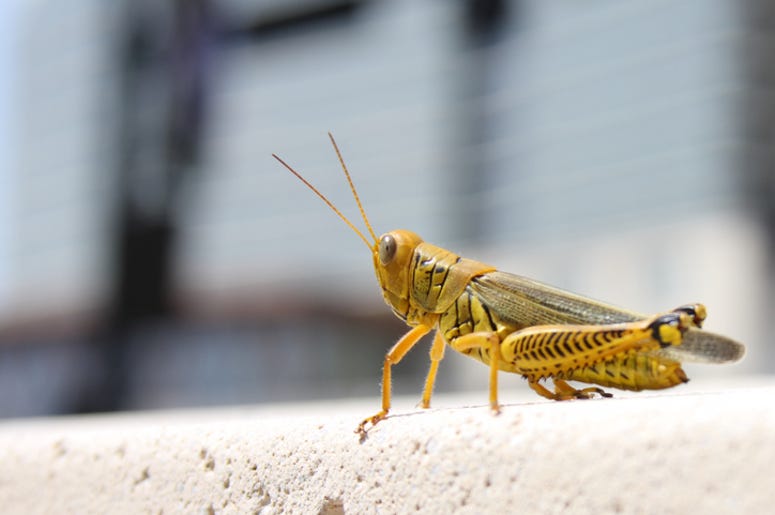 Plaga De Saltamontes Invaden Las Vegas Grasshopper located in the middle of town. Could it be the Cricket in Times Square?