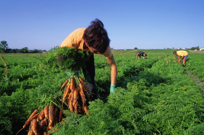 agricola