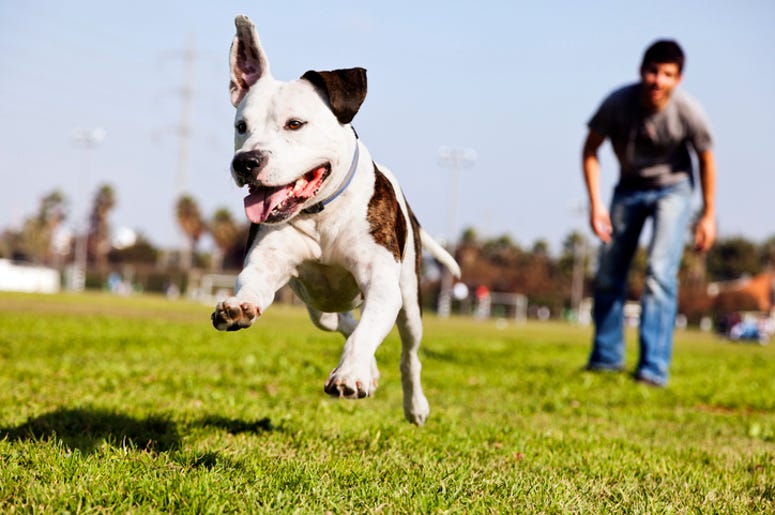 Tres Ciudades Del Metroplex Dentro De Las Mejores Para Mascotas A Pitbull dog mid-air, running after its chew toy with its owner standing close by.