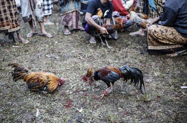 Gallos