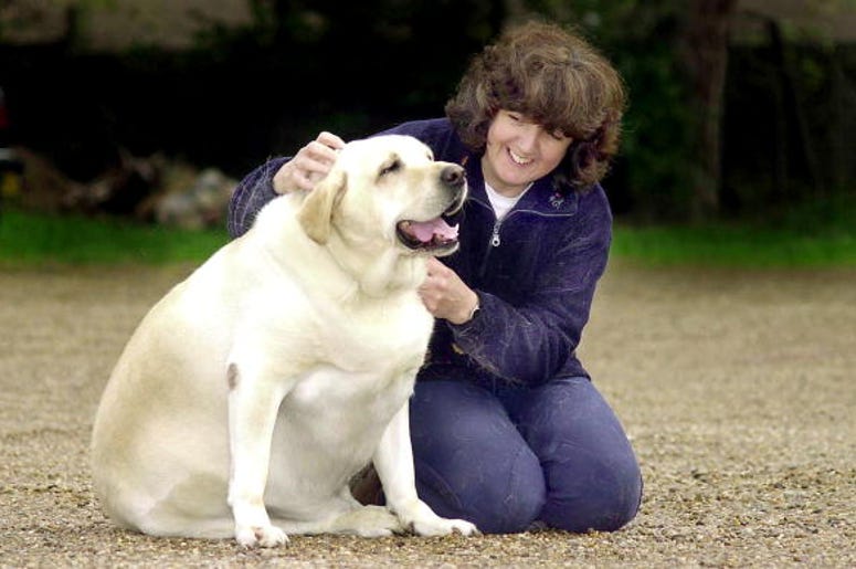 perro gordo