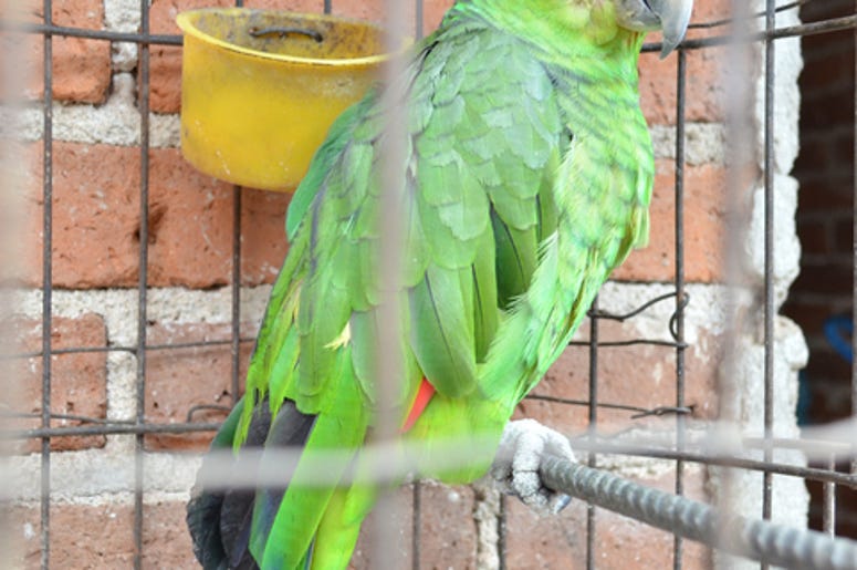 Vecino