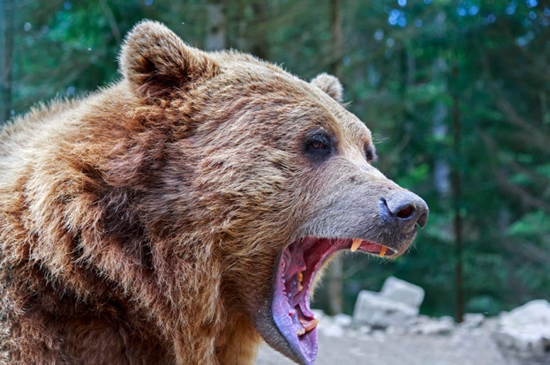 Hombre Medio Comido Es Rescatado De Cueva De Oso Brown bear with open mouth portrait in Carpathian mountains, Ukraine