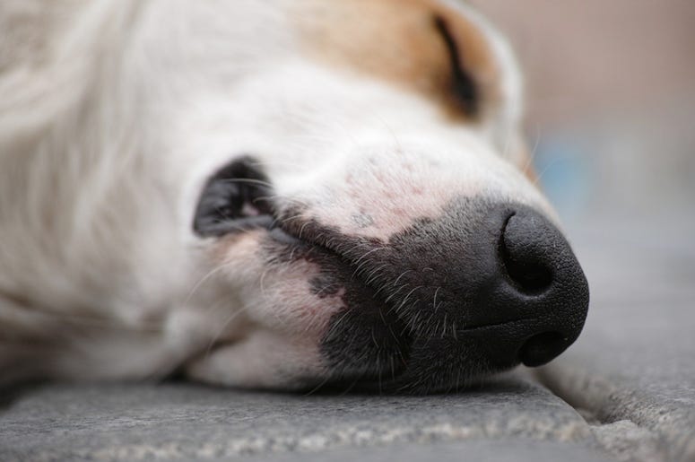 dog