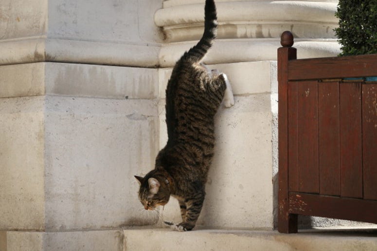 Gato ,