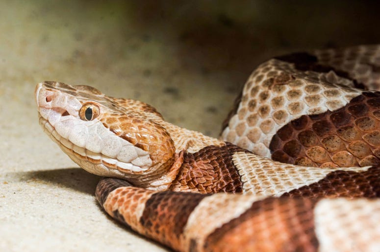 Serpiente Venenosa En Entrada De Casa En Arlington copperhead snake