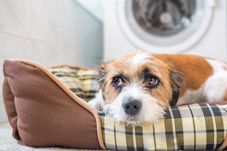 Muchacha Que Metió A Su Perro A La Secadora Es Buscada Por La Policía De Lewisville Hund liegt in seinem Körbchen im Badezimmer. Angst, Gewitter, Zufluchtsort.