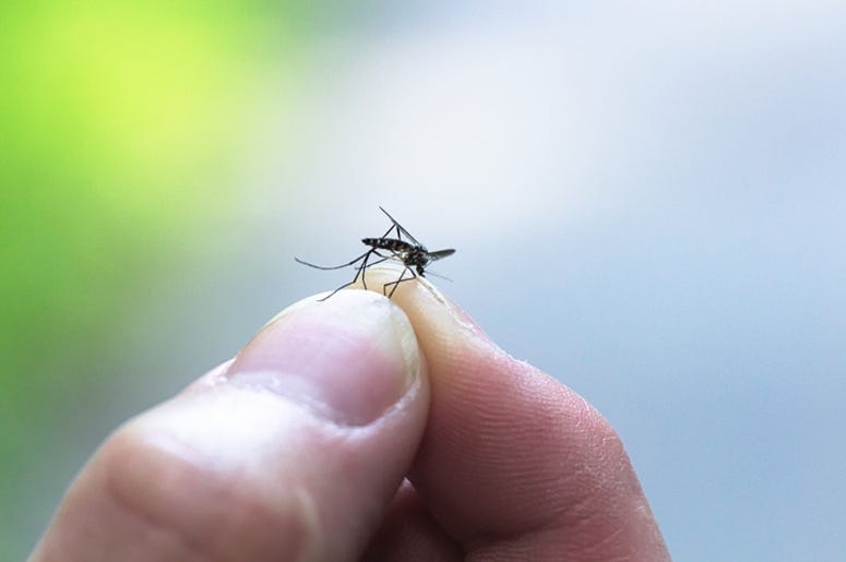 Mosquito Con Virus Del Nilo Occidental Es Hallado En Richardson Fingers Holding Dead Mosquito
