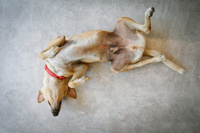 Perro Copia Maroma Perro Copia Maroma