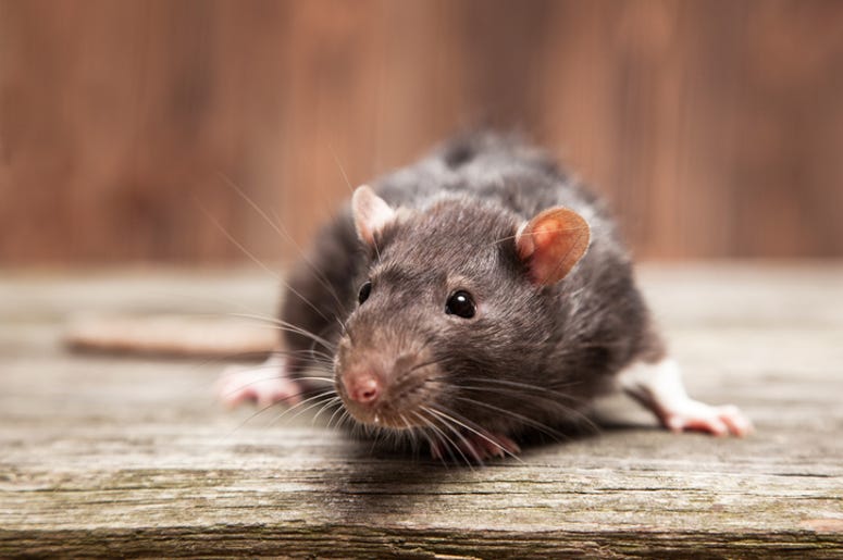 Rata