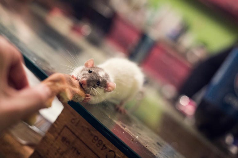 ratas ratas