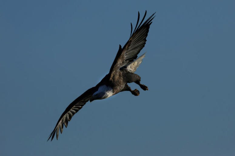 Aguila Aguila