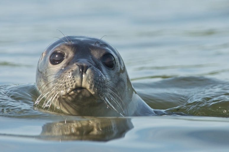 Foca Marina Foca Marina