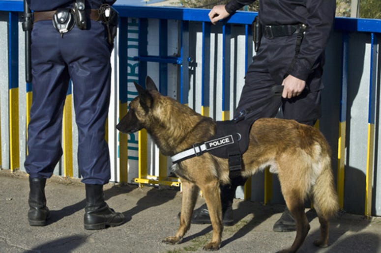 recompensa por el perro recompensa por el perro