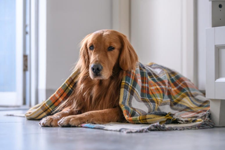 Golden Retriever Golden Retriever