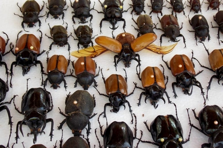 insectos raros insectos raros