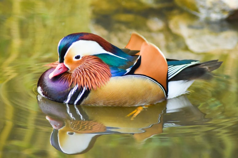 mandarin duck mandarin duck