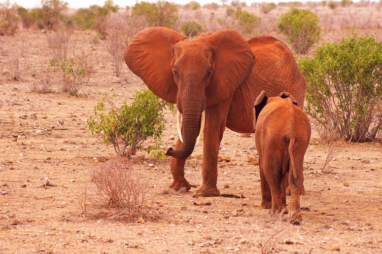 Elefanta Lleva A Su Hijo A Comer De Una Manera Muy Mexicana Elephant baby with mother in Africa Tsavo National Park in a Kenya