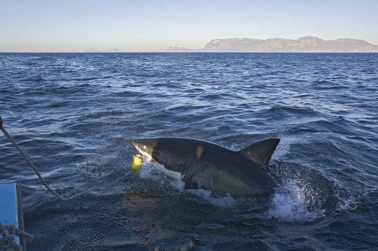 Tiburón Blanco Amenaza A Pescador En bote The shark that attacked us from the boat in Cape Town, everyone should see this scene once in your life, the colorful life there is not anywhere in the world