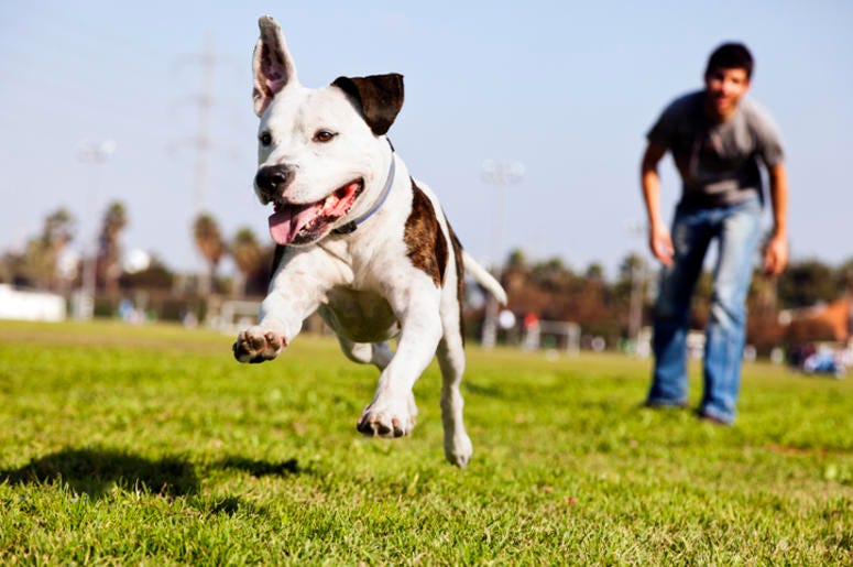 Tres Ciudades Del Metroplex Dentro De Las Mejores Para Mascotas A Pitbull dog mid-air, running after its chew toy with its owner standing close by.
