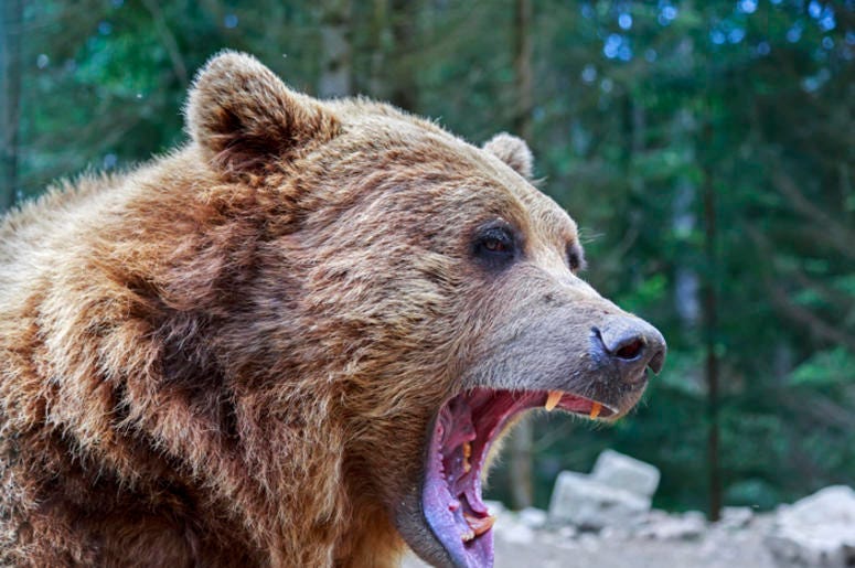 Hombre Medio Comido Es Rescatado De Cueva De Oso Brown bear with open mouth portrait in Carpathian mountains, Ukraine