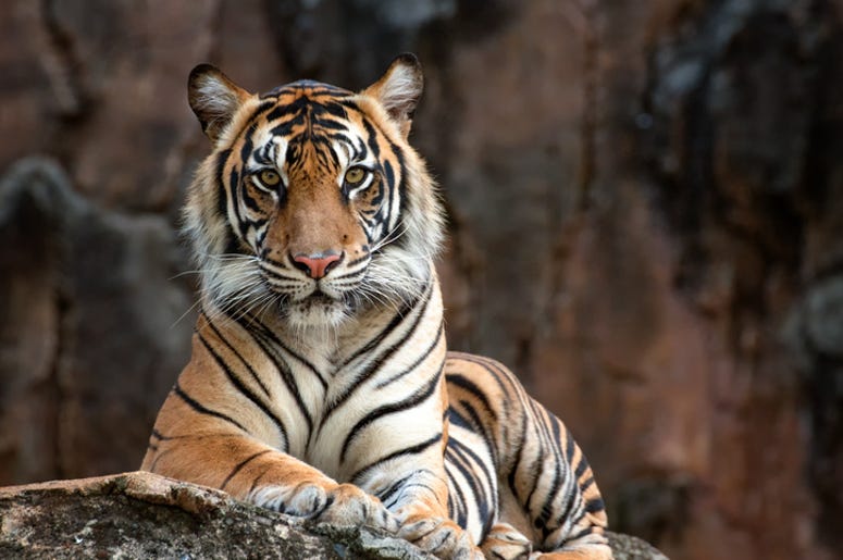 tigre