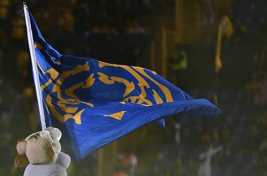 tigres