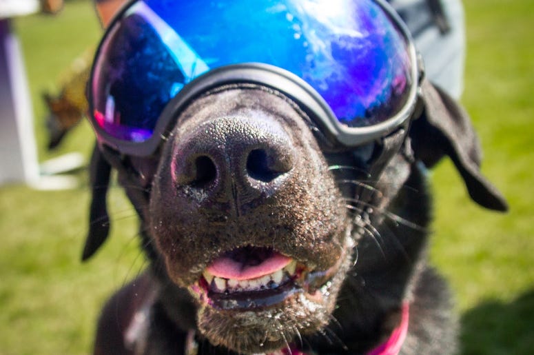 Petapalooza 2019 The Dogs 1