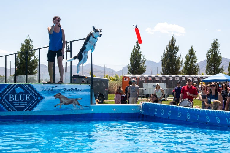 Petapalooza 2019 The Dogs 19