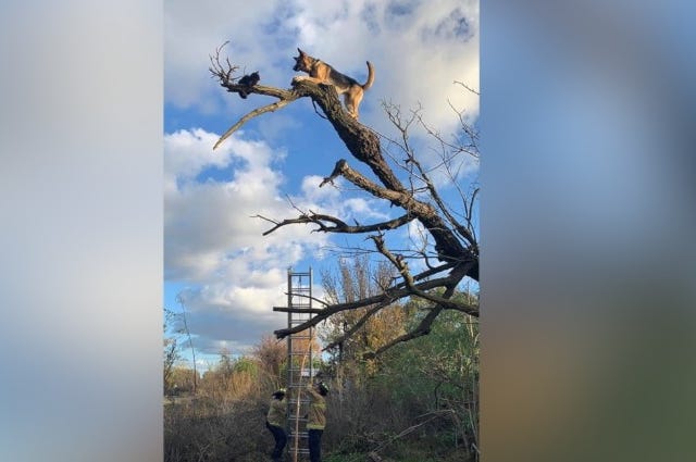 dog in tree