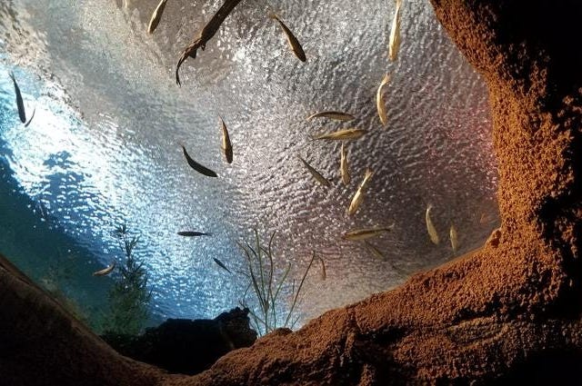 St. Louis Aquarium