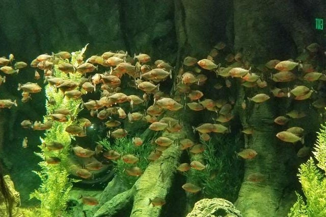 St. Louis Aquarium