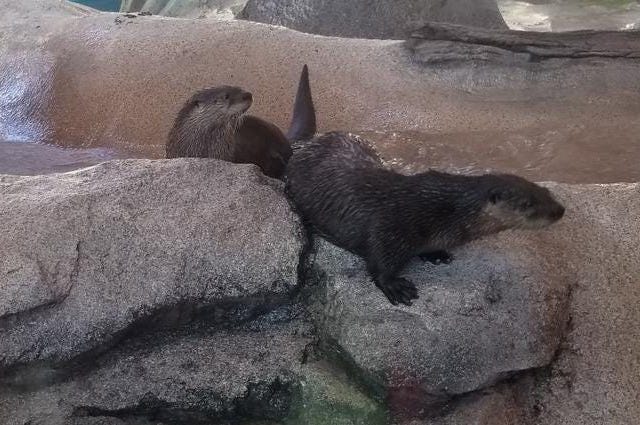 St. Louis Aquarium